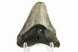 Bargain, Megalodon Tooth - North Carolina #152963-1